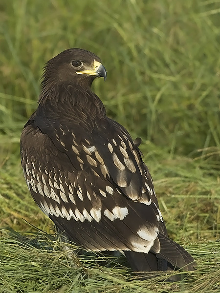 Kiljukotka, Greater Spotted Eagle, Clanga clanga